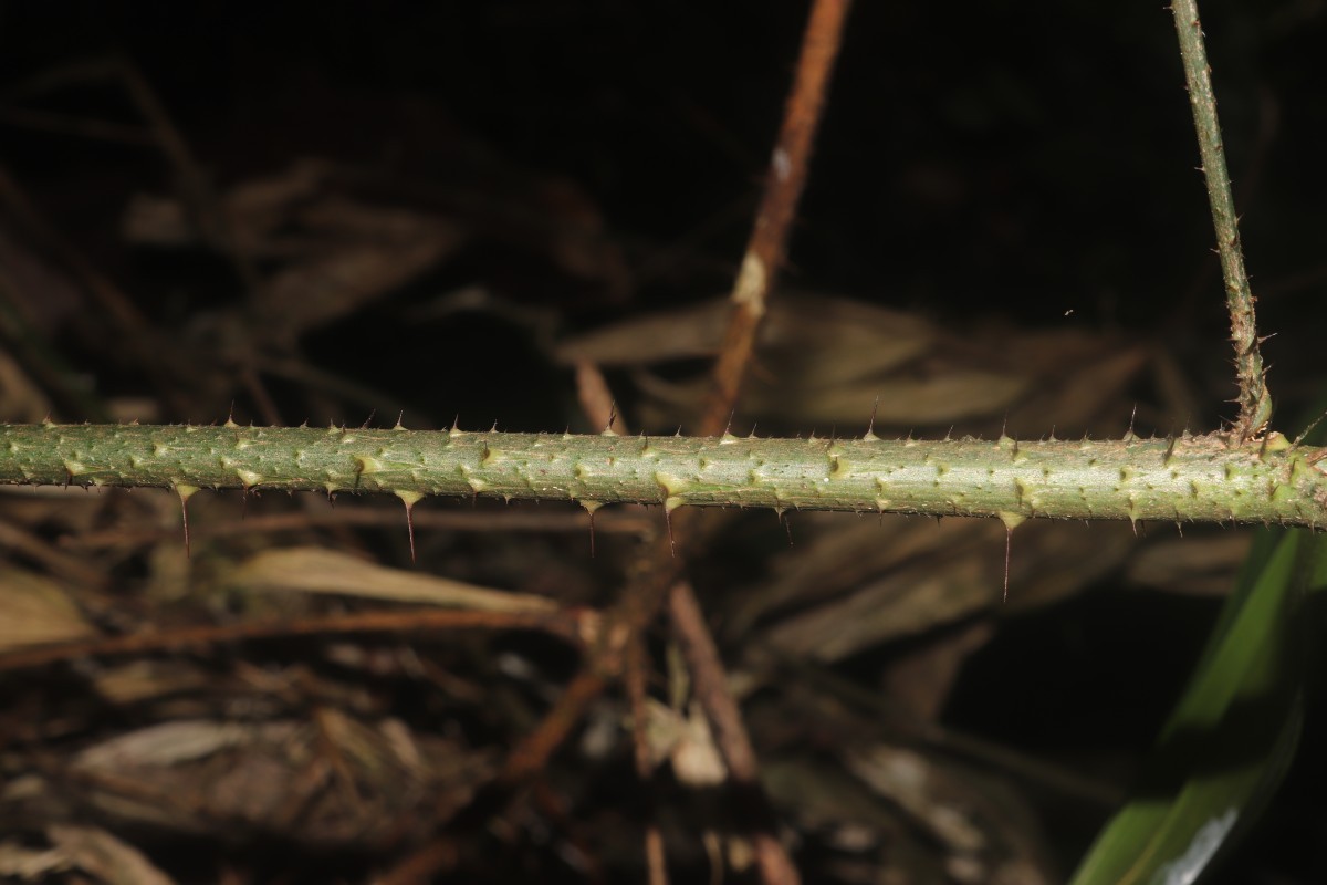 Calamus pachystemonus Thwaites